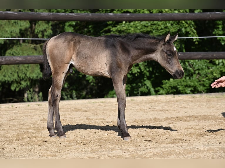 American Quarter Horse Hengst  Buckskin in Wilhelmsthal
