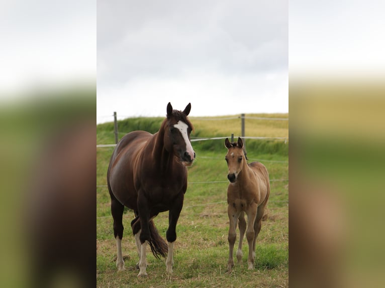 American Quarter Horse Hengst Fohlen (05/2024) Buckskin in Beltheim