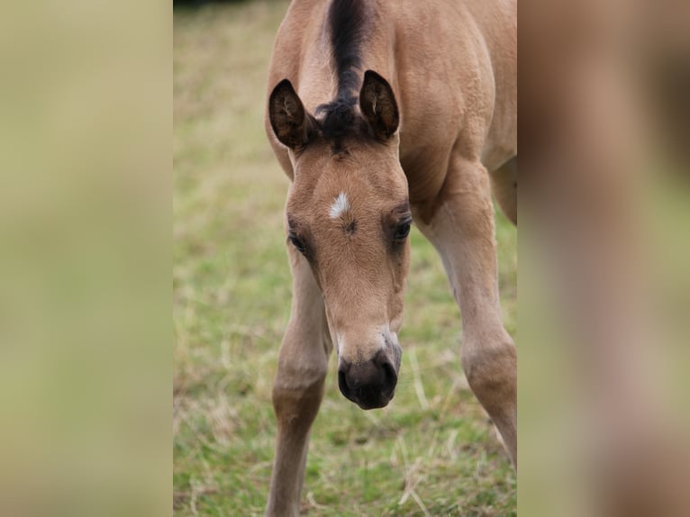 American Quarter Horse Hengst Fohlen (05/2024) Buckskin in Beltheim