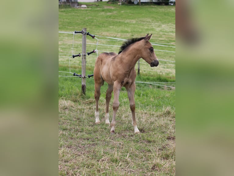 American Quarter Horse Hengst Fohlen (05/2024) Buckskin in Beltheim