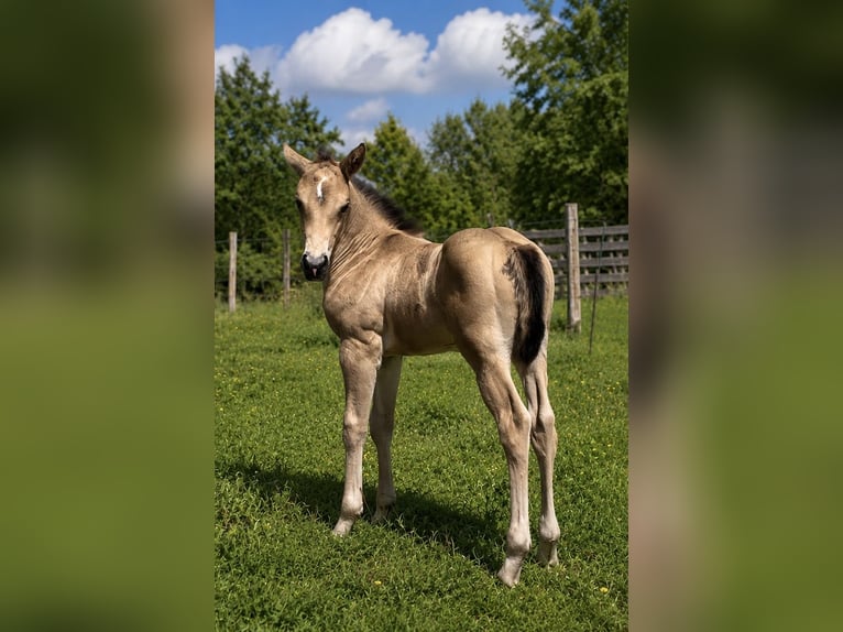 American Quarter Horse Hengst Fohlen (05/2026) Buckskin in Petit-Réderching