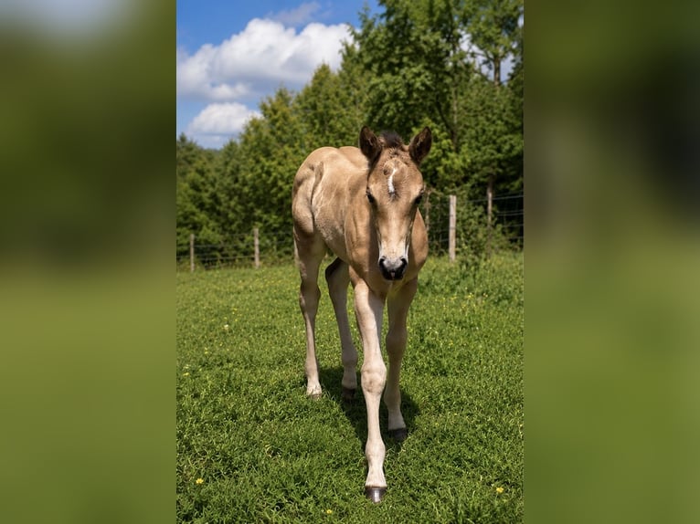 American Quarter Horse Hengst Fohlen (05/2026) Buckskin in Petit-Réderching