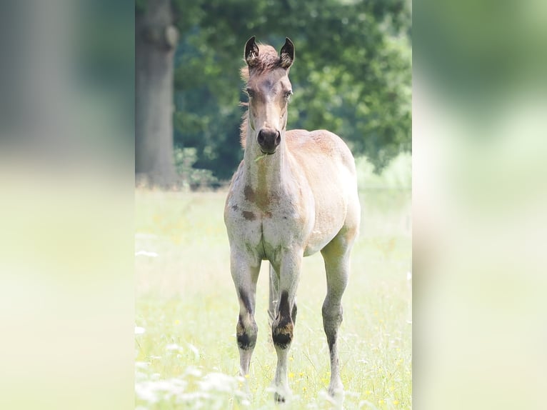 American Quarter Horse Hengst Fohlen (05/2025) Buckskin in Hagen im Bremischen American Quarter Horse Hengst Fohlen (05/2025) Buckskin in Hagen im Bremischen