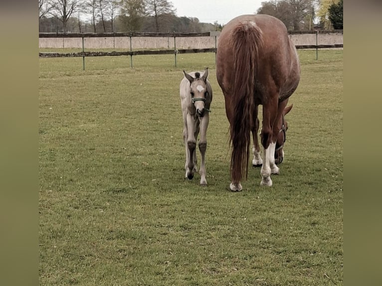 American Quarter Horse Hengst Fohlen (04/2026) Buckskin in Stemwede