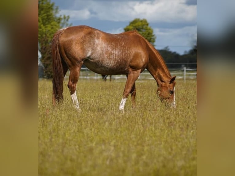 American Quarter Horse Hengst Fohlen (04/2026) Buckskin in Stemwede