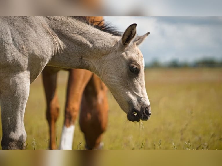 American Quarter Horse Hengst Fohlen (04/2026) Buckskin in Stemwede