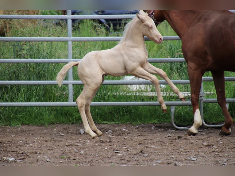 American Quarter Horse Hengst  Champagne in Waldkirchen