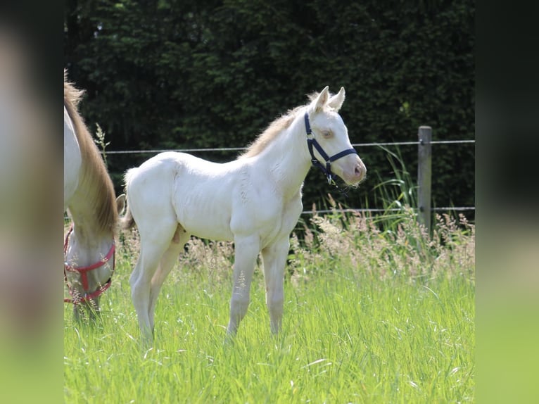 American Quarter Horse Hengst Fohlen (05/2026) Champagne in Stabroek