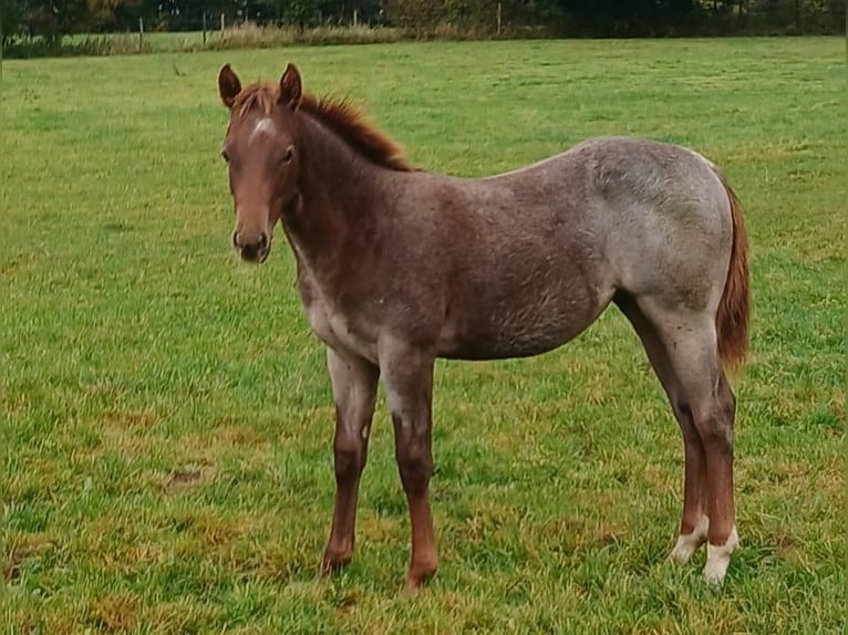 American Quarter Horse Hengst Fohlen (04/2025) in Clausthal-Zellerfeld