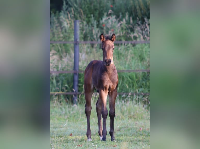 American Quarter Horse Hengst Fohlen (05/2026) Dunkelbrauner in Rheine