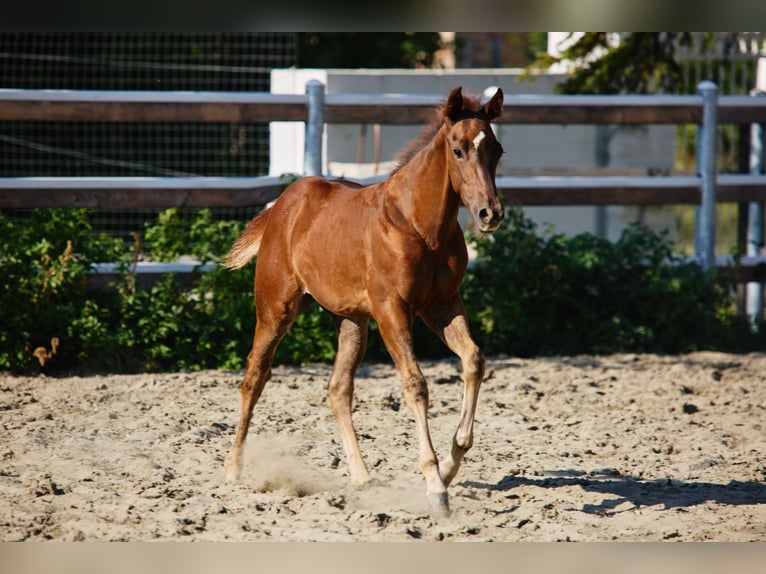 American Quarter Horse Hengst Fohlen (04/2025) Dunkelbrauner in M&#xFC;nchen