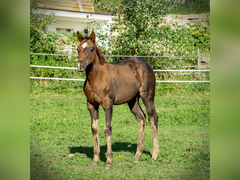 American Quarter Horse Hengst Fohlen (05/2025) Dunkelbrauner in Deutschnofen