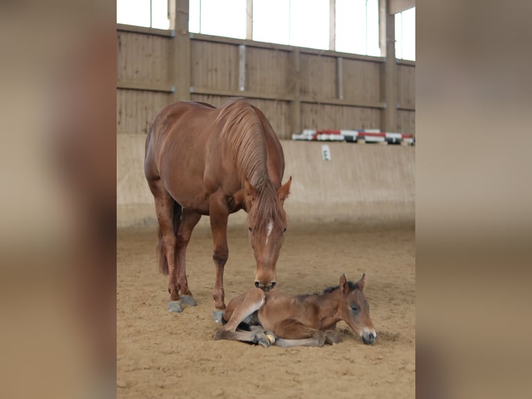 American Quarter Horse Hengst  Dunkelbrauner in Ebern