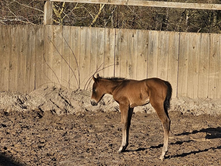 American Quarter Horse Hengst  Dunkelbrauner in Ebern