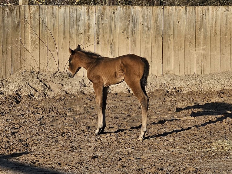 American Quarter Horse Hengst  Dunkelbrauner in Ebern