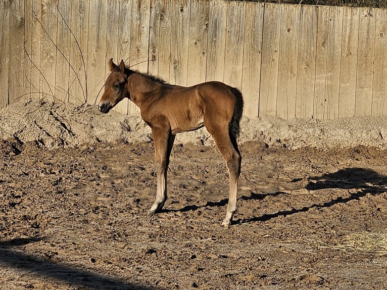 American Quarter Horse Hengst  Dunkelbrauner in Ebern