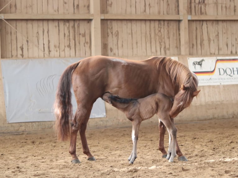 American Quarter Horse Hengst  Dunkelbrauner in Ebern