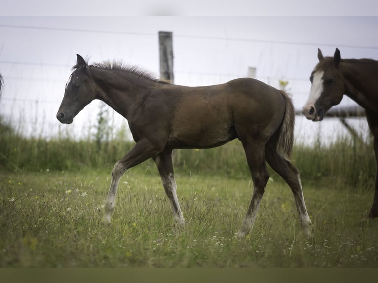 American Quarter Horse Hengst  Dunkelfuchs in Altenkirchen