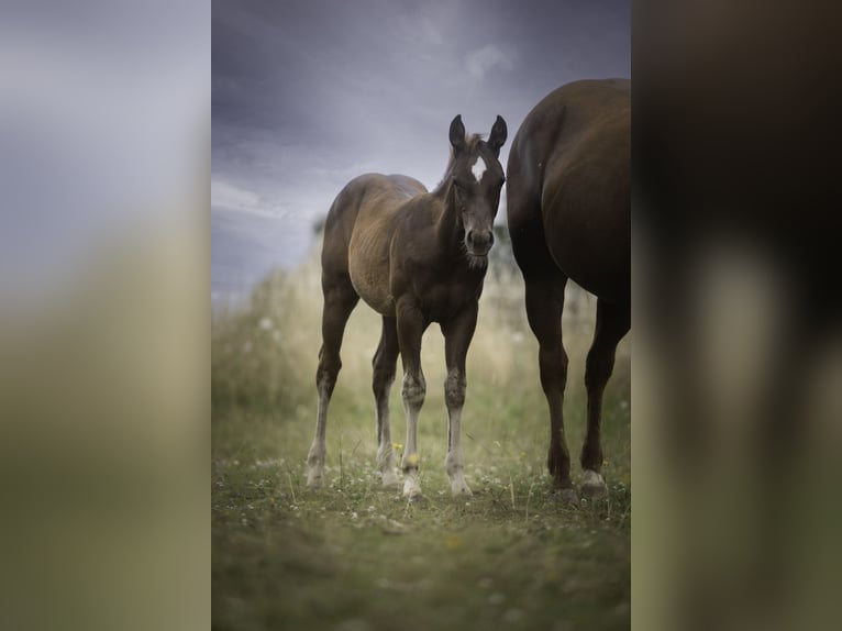 American Quarter Horse Hengst  Dunkelfuchs in Altenkirchen