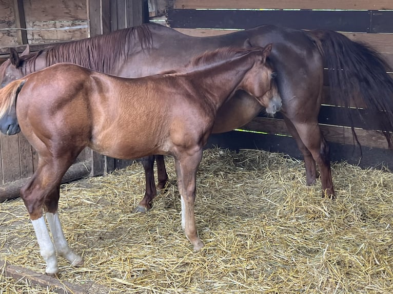 American Quarter Horse Hengst Fohlen (04/2024) Dunkelfuchs in Balingen