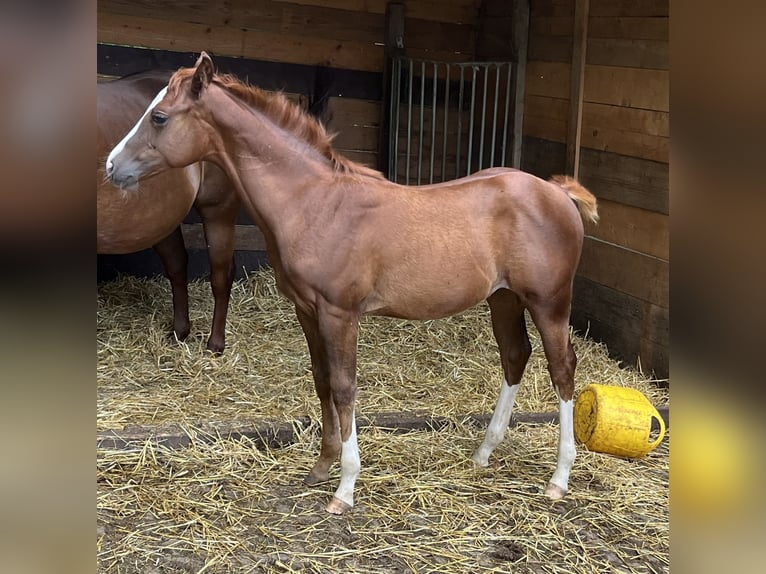 American Quarter Horse Hengst Fohlen (04/2024) Dunkelfuchs in Balingen