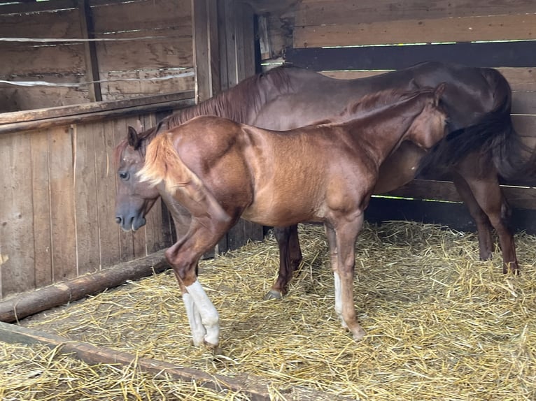 American Quarter Horse Hengst Fohlen (04/2024) Dunkelfuchs in Balingen