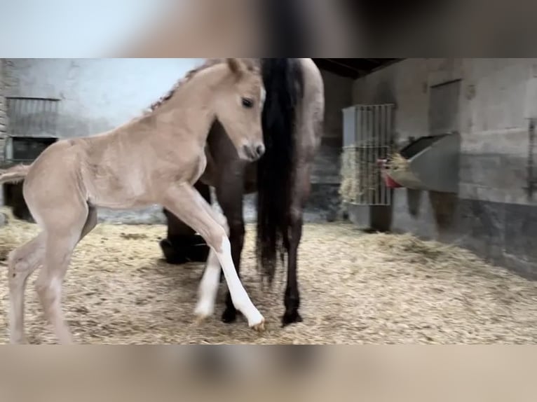 American Quarter Horse Hengst Fohlen (03/2024) Falbe in Meckenheim