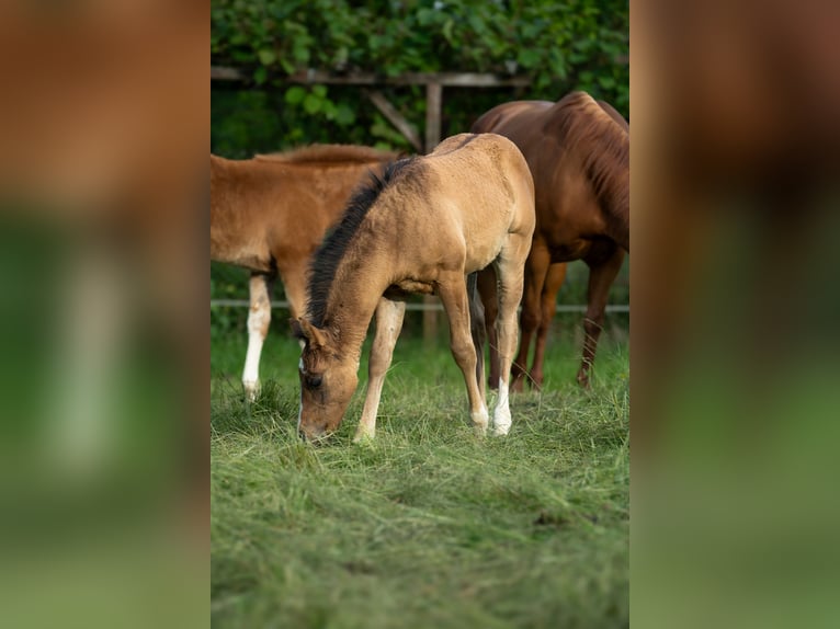 American Quarter Horse Hengst  Falbe in Radovljica