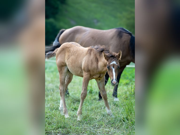 American Quarter Horse Hengst  Falbe in Radovljica