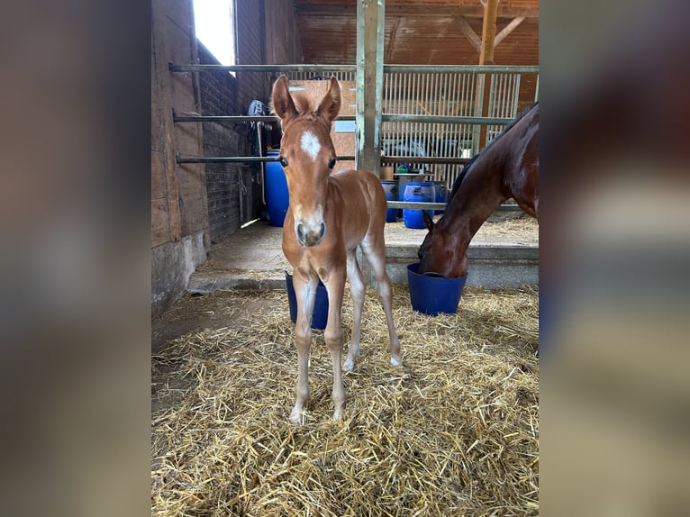 American Quarter Horse Hengst  Fuchs in Tengen