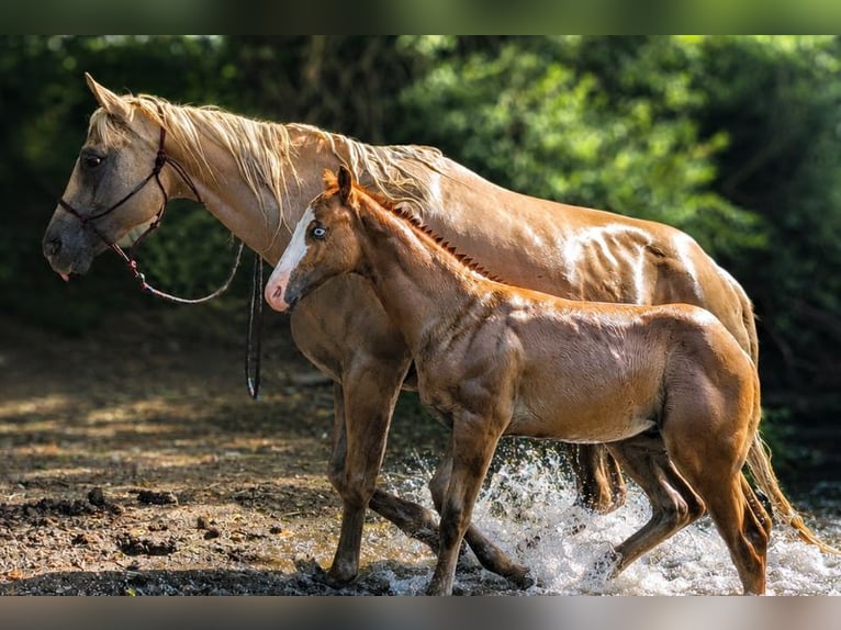 American Quarter Horse Hengst Fohlen (01/2026) Fuchs in Caumont