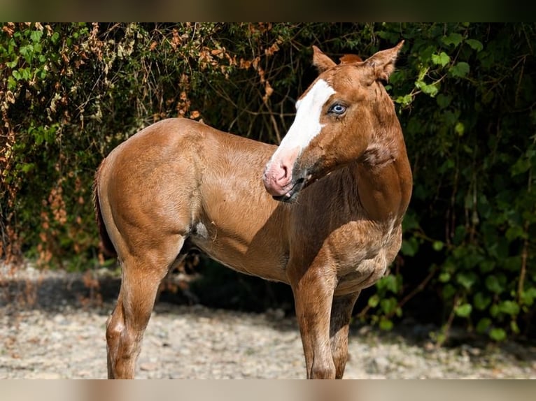 American Quarter Horse Hengst Fohlen (01/2026) Fuchs in Caumont