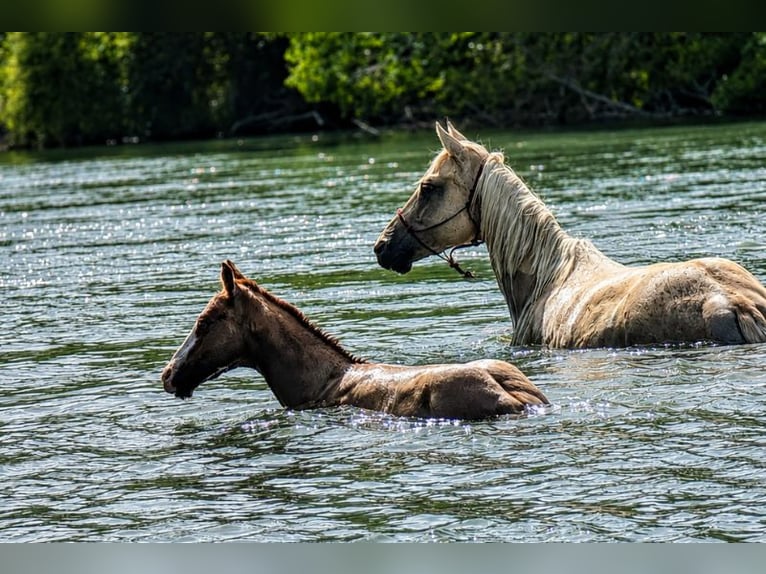 American Quarter Horse Hengst Fohlen (01/2026) Fuchs in Caumont