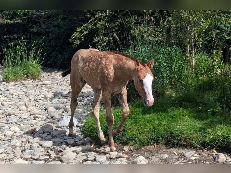 American Quarter Horse Hengst Fohlen (01/2026) Fuchs in Caumont