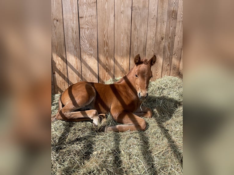 American Quarter Horse Hengst Fohlen (04/2026) Fuchs in Althengstett