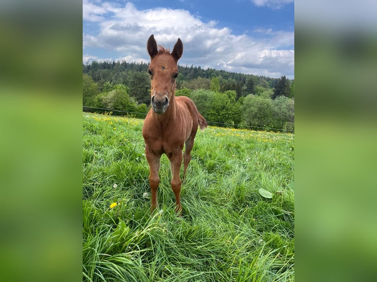 American Quarter Horse Hengst Fohlen (04/2026) Fuchs in Althengstett