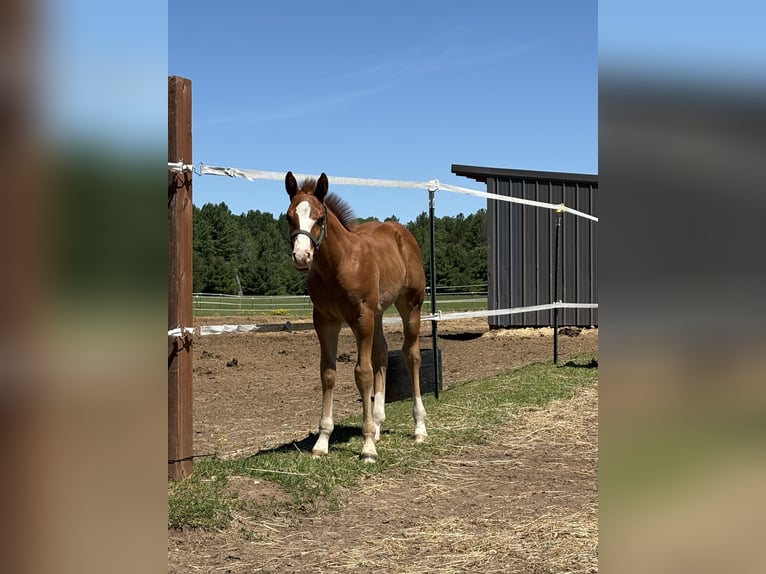 American Quarter Horse Hengst Fohlen (04/2026) Fuchs in Woodruff