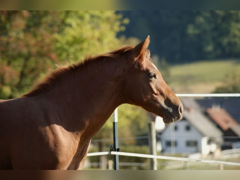 American Quarter Horse Hengst Fohlen (05/2026) Fuchs in Deutschlandsberg