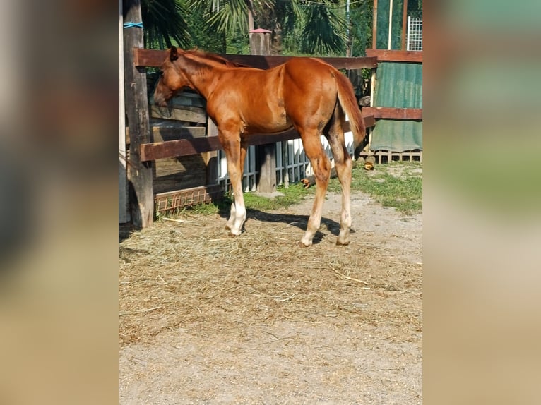 American Quarter Horse Hengst Fohlen (04/2024) Fuchs in Palazzo Canavese