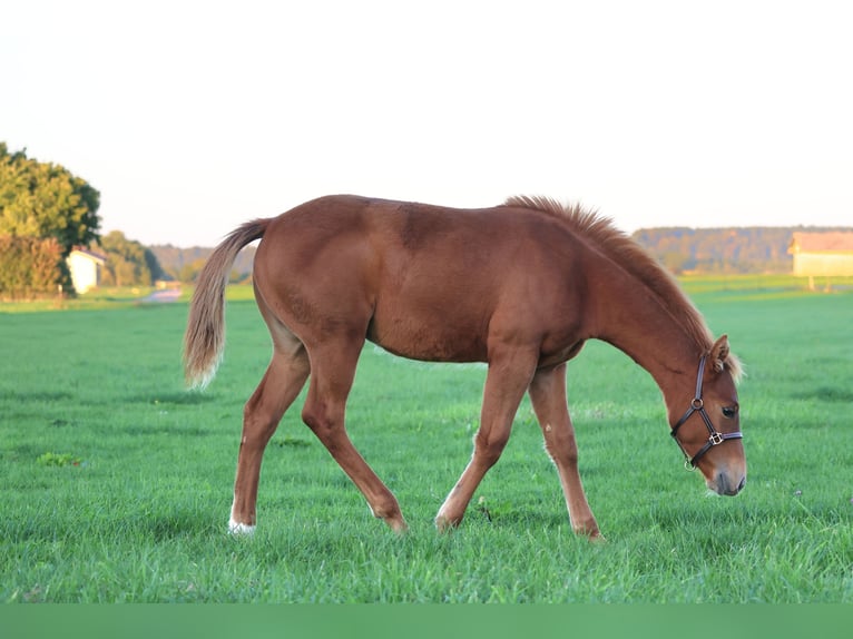 American Quarter Horse Hengst Fohlen (04/2025) Fuchs in Freisen