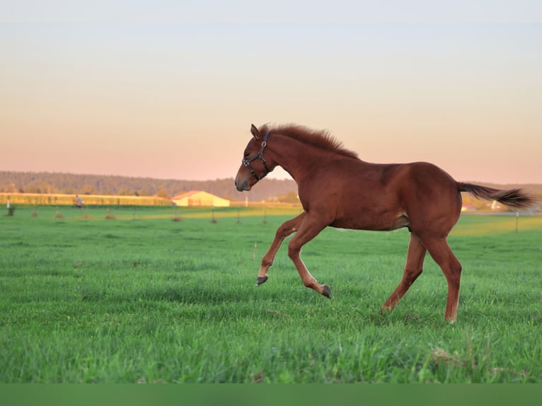 American Quarter Horse Hengst Fohlen (04/2025) Fuchs in Freisen