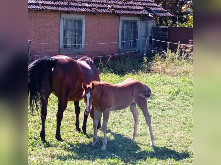 American Quarter Horse Hengst  Fuchs in Berken