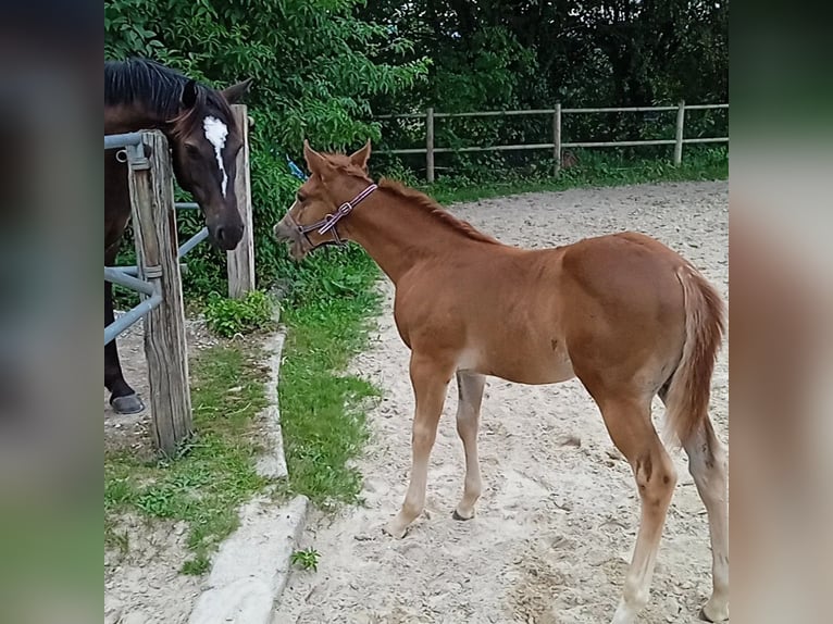 American Quarter Horse Hengst  Fuchs in Berken