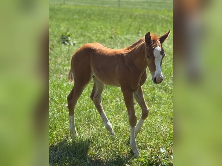 American Quarter Horse Hengst  Fuchs in Meppen