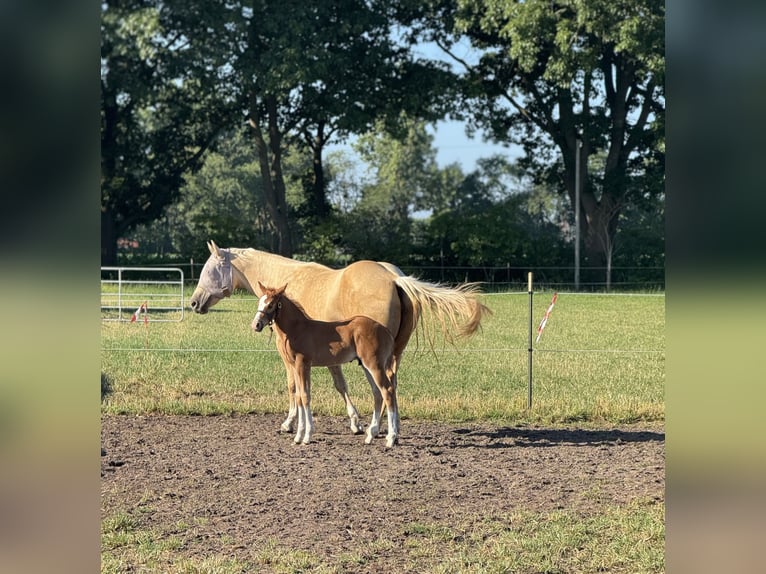 American Quarter Horse Hengst  Fuchs in Meppen
