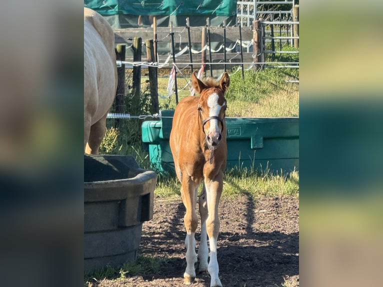 American Quarter Horse Hengst  Fuchs in Meppen