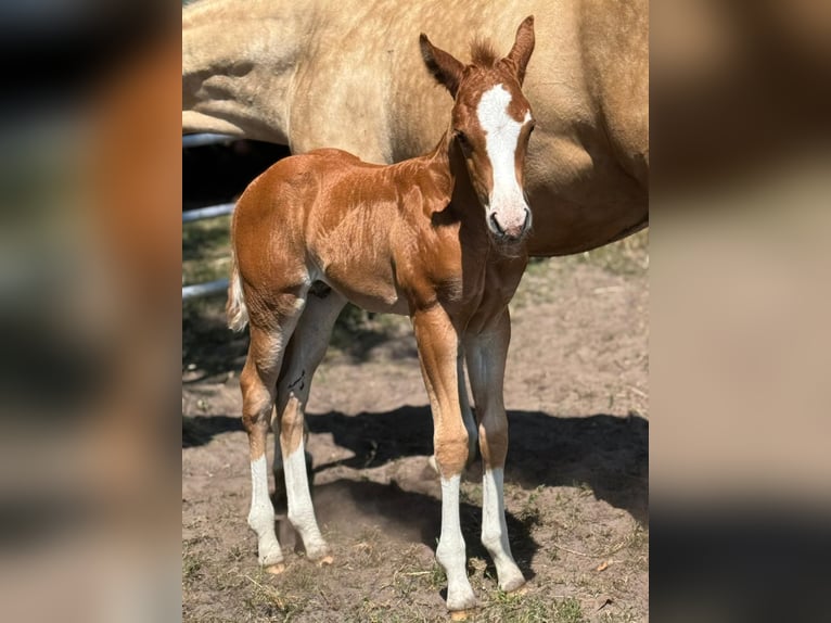 American Quarter Horse Hengst  Fuchs in Meppen