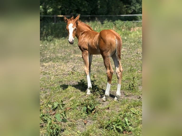 American Quarter Horse Hengst  Fuchs in Meppen