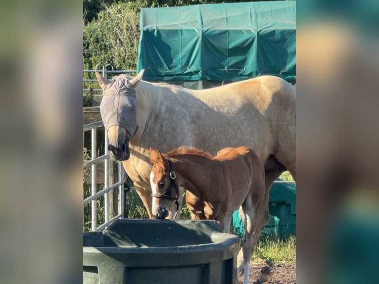 American Quarter Horse Hengst  Fuchs in Meppen