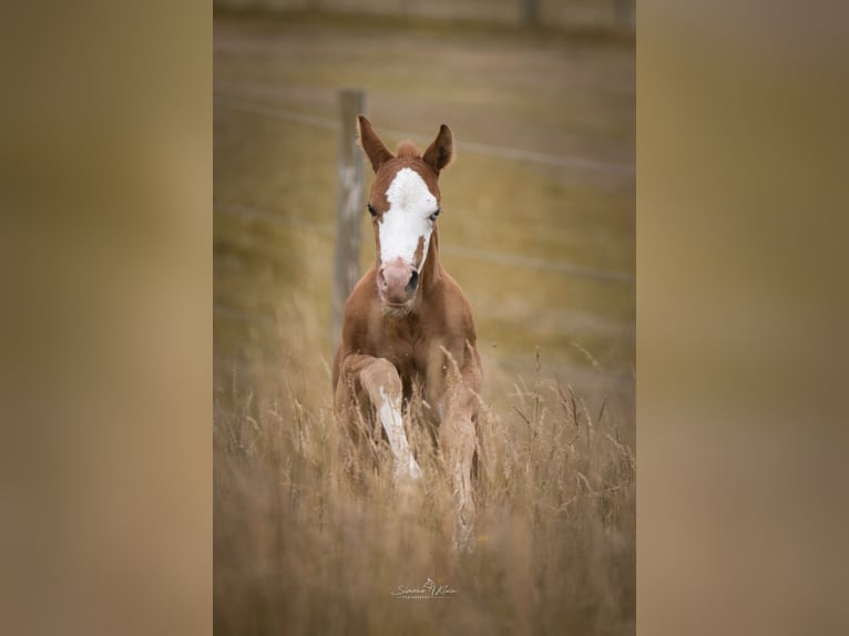 American Quarter Horse Hengst Fohlen (06/2025) Fuchs in Altenkirchen